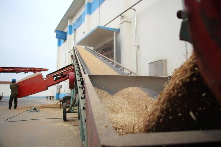 9部门联合发文 粮食价格上涨与收购新规，种粮农民迎来双喜临门
